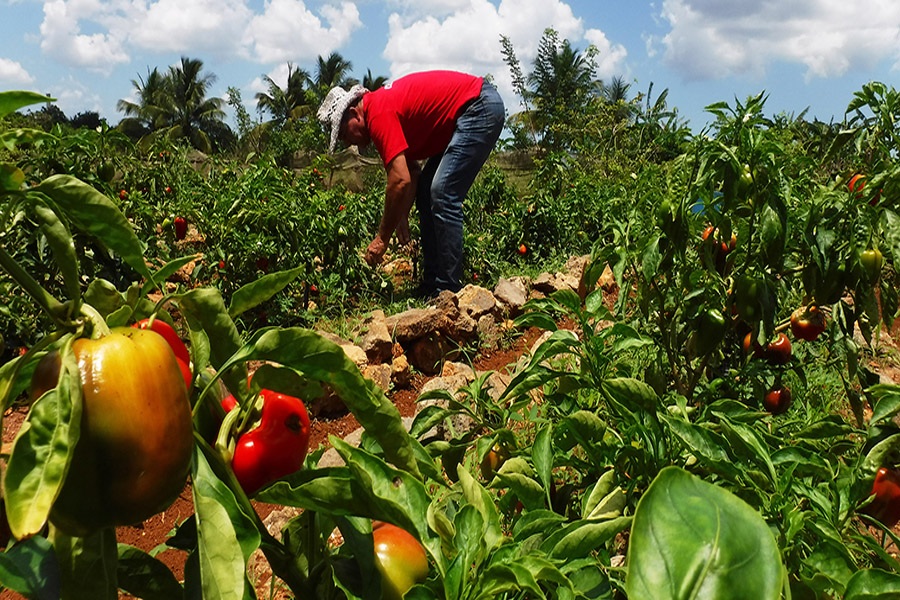 proyectos-de-desarrollo-local-aportan-alimentos-en-cuba