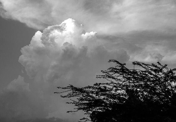 clouds-and-thorns,-falcon,-venezuela-–-photo-of-the-day