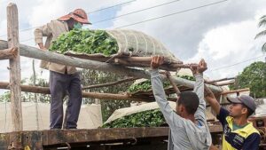 cuban-farmers-prefer-cash-in-hand-to-banking