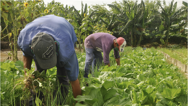 cuban-state-company-acopio-owes-millions-of-pesos-to-farmers-in-the-province-of-las-tunas