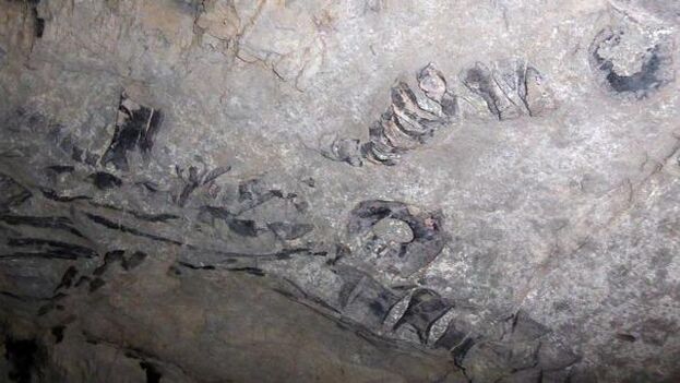 marine-saurian-skeleton-between-130-and-145-million-years-old-discovered-in-cuba