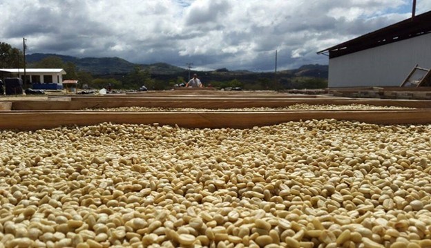 sudden-crisis-for-nicaragua’s-coffee-growers-&-exporters