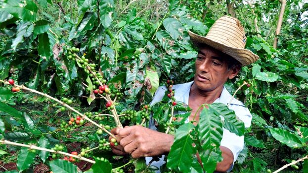 for-every-kilo-of-coffee-exported,-one-kilo-for-cubans,-an-italian-businessman-promises