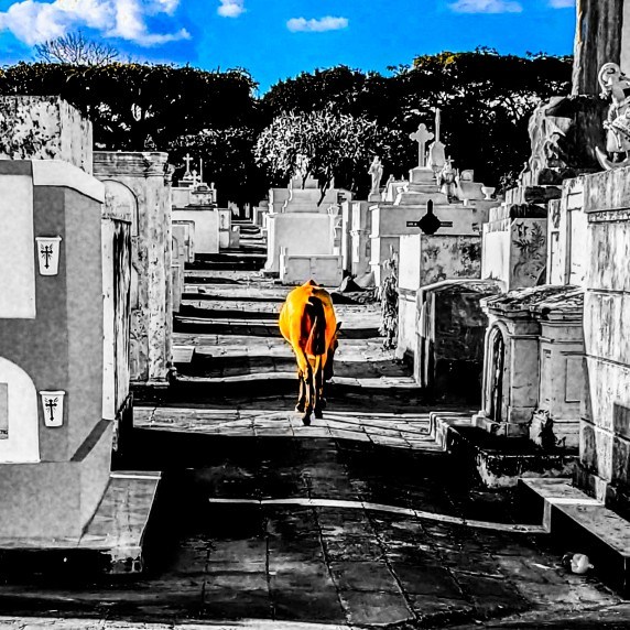 cemetery-in-granada,-nicaragua-–-photo-of-the-day