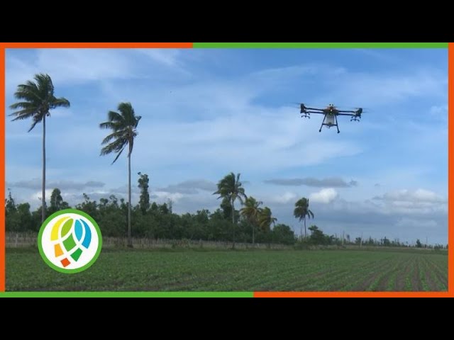 novedoso-empleo-de-dron-para-aplicar-zeofertilizante-cubano-(+video)