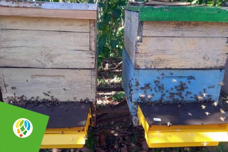potencian-en-pinar-del-rio-la-produccion-de-polen-de-abeja
