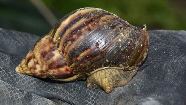 sancti-spiritus,-the-cuban-capital-of-the-giant-african-snail