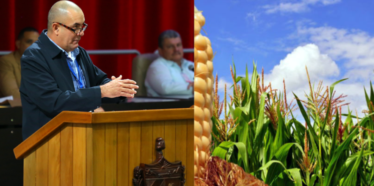 colapso-agricola-en-cuba:-solo-“se-cumple”-con-hortalizas-y-maiz