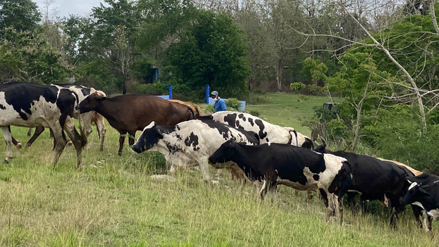 cases-of-theft-and-slaughter-of-livestock-in-cuba-have-increased-by-360-percent-in-two-years