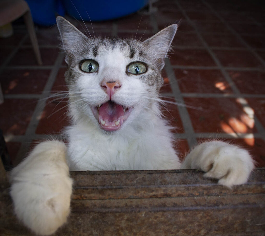 my-cat’s-secret,-lara-venezuela-–-photo-of-the-day