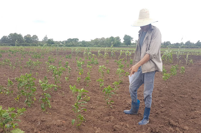 cuban-agricultural-companies-expect-to-reach-130,000-ha-of-crops-this-cold-season