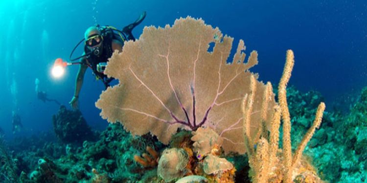 arrecifes-coralinos-de-cuba:-un-tesoro-natural-en-peligro