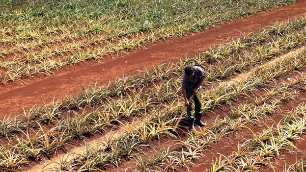 lower-taxes-for-cuban-farmers-will-not-stimulate-agricultural-production