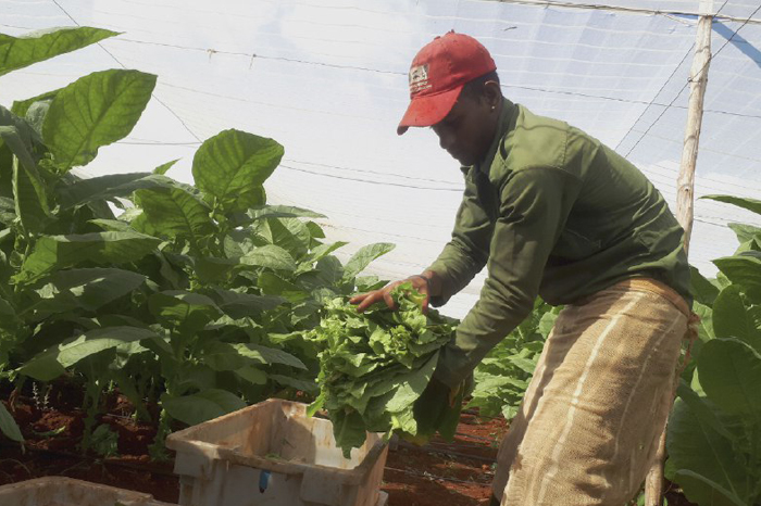 cuban-company-keeps-leadership-in-tobacco-wrapper-for-exports
