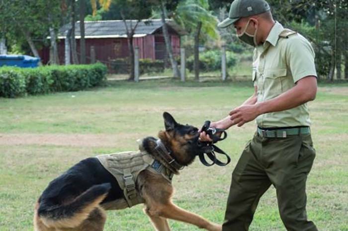 prime-minister-congratulates-law-enforcement-canine-teams