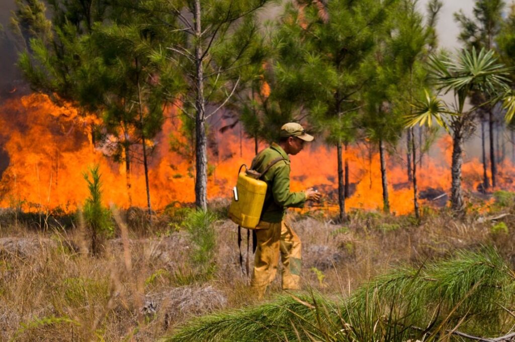 los-incendios-forestales-en-cuba-senalan-un-culpable-principal:-las-negligencias
