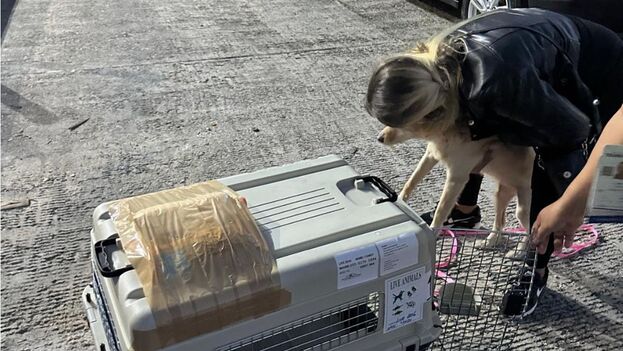 even-cuban-dogs-arrive-illegally-in-the-united-states