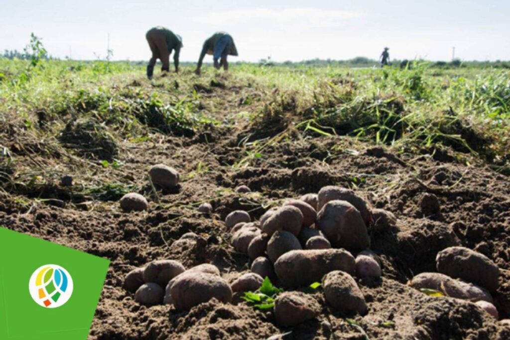 cosechan-papa-agroecologica-en-polo-productivo-de-pinar-del-rio