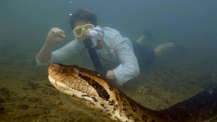 descubren-a-la-serpiente-mas-grande-del-mundo-en-brasil