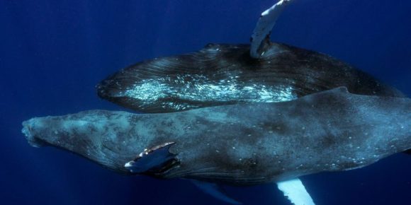 nuevo-estudio-cientifico-muestra-apareamiento-entre-ballenas-jorobadas