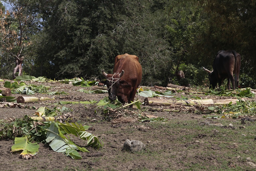 fincas-en-cuba-quieren-desbrozar-obstaculos-para-promover-la-agricultura-circular