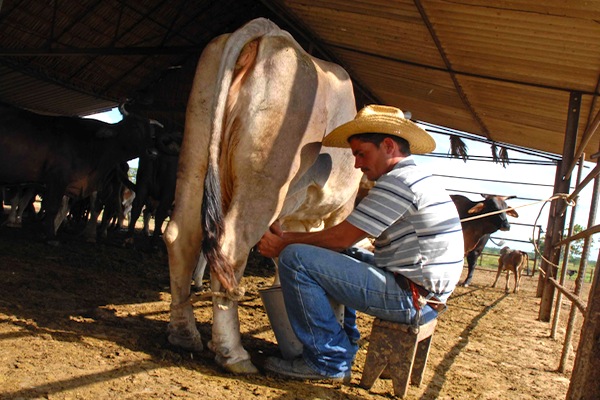 prensa-oficial-en-la-isla-culpa-a-ganaderos-de-escasez-de-leche