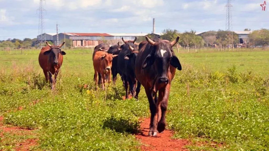 in-addition-to-being-scarce,-the-milk-in-cuba-is-adulterated