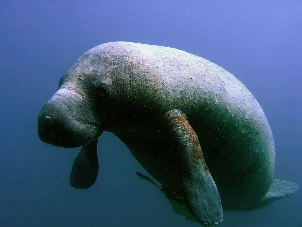 el-manati:-animales-singulares-de-la-fauna-cubana