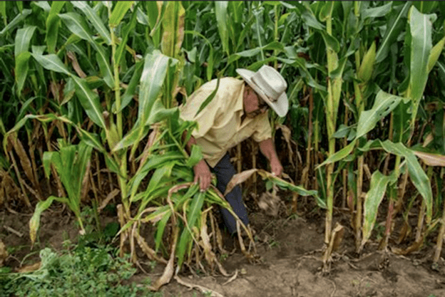 the-ups-and-downs-of-control-of-transgenic-crops-in-mexico