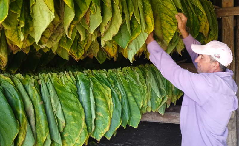 for-cuba’s-‘vegueros’-(farmers)-in-sancti-spiritus,-tobacco-is-no-longer-a-profitable-business