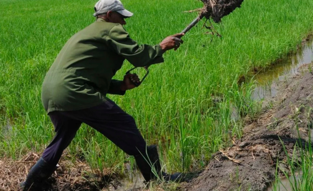 rice-production-in-sierpe,-cuba-falls-62-percent-after-vietnamese-advisors-leave