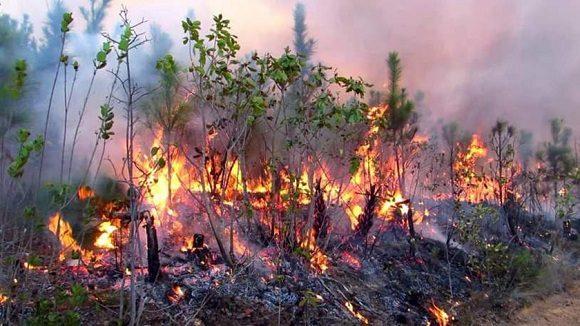 combaten-incendio-forestal-de-grandes-proporciones-en-pinar-del-rio