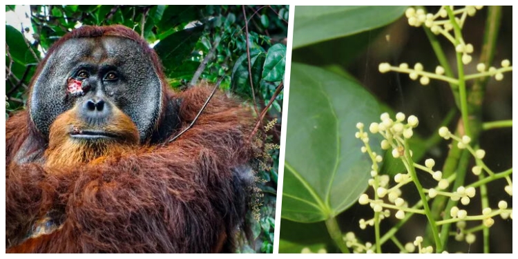 por-primera-vez,-un-orangutan-usa-planta-medicinal-para-sanar-heridas