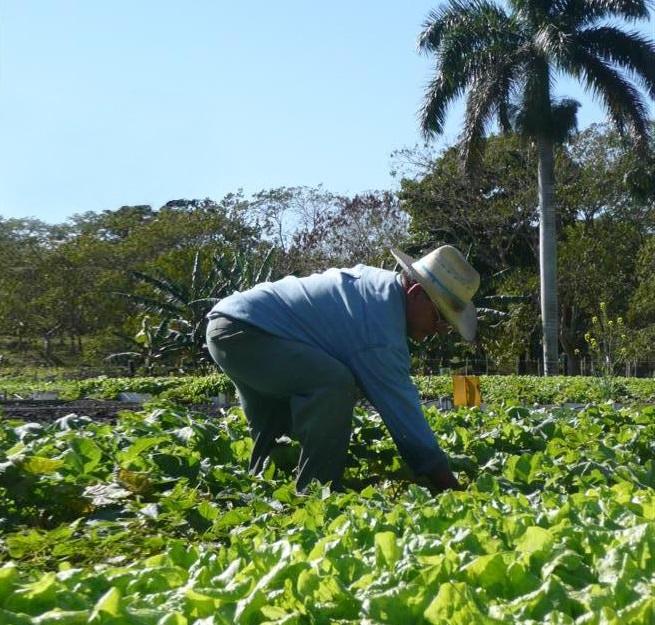 ¿que-es-la-agricultura-digital-que-busca-impulsar-la-fao-en-cuba?