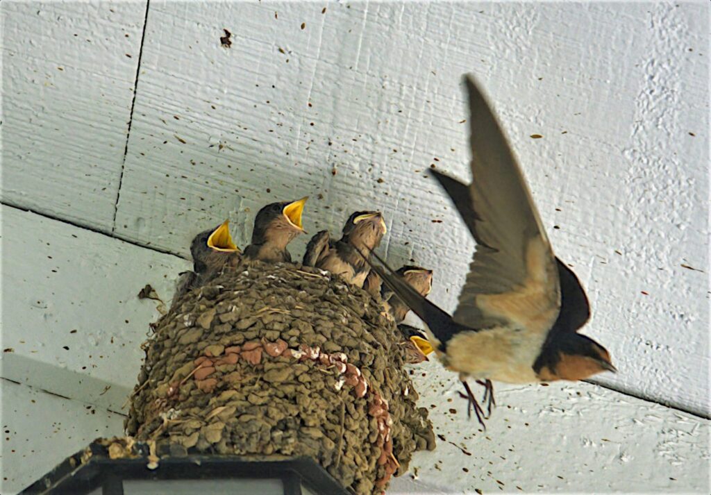 swallows-in-the-nest,-texas,-usa-–-photo-of-the-day