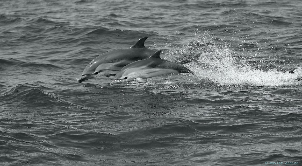 a-pair-of-dolphins,-toulon,-france-–-photo-of-the-day