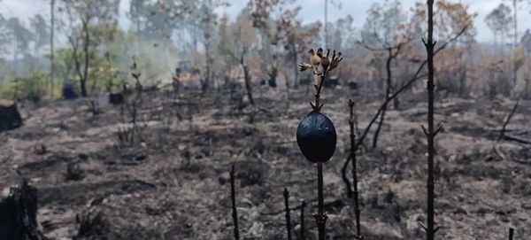 bajo-control-uno-de-los-incendios-forestales-en-occidente-cubano-(+fotos,-+video)