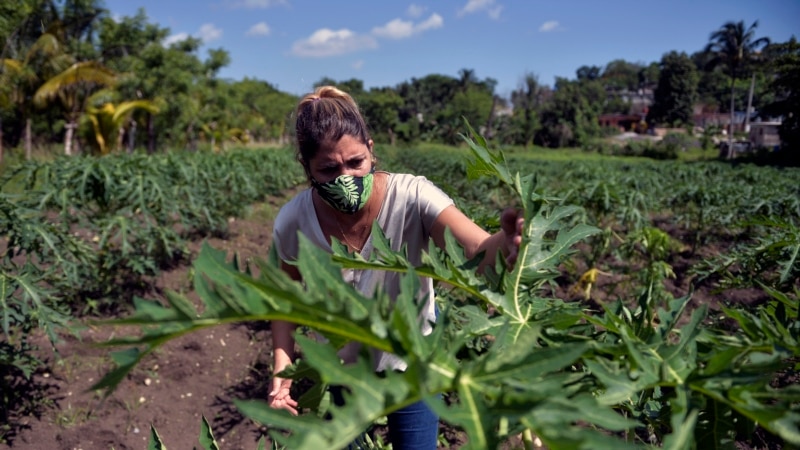 presidente-de-la-coalicion-agricola-eeuu-cuba-ve-transicion-a-nuevo-modelo-economico-en-la-isla