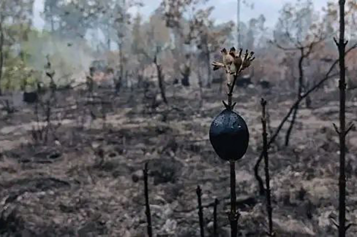 wildfires-destroyed-more-than-500-hectares-of-forest-in-western-cuba