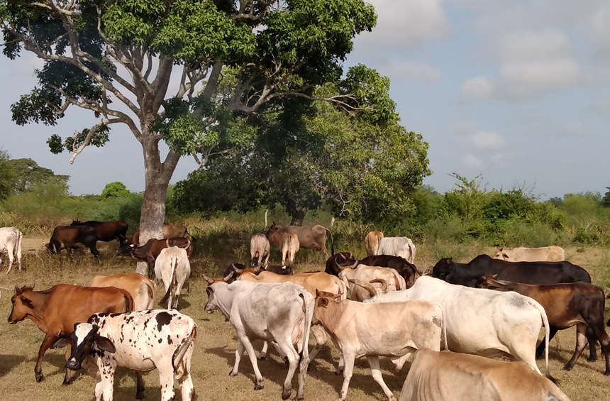 cuban-authorities-blame-las-tunas-ranchers-for-illegal-slaughter