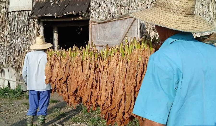 only-one-sixth-of-the-tobacco-harvested-in-sancti-spiritus-can-be-used-for-export