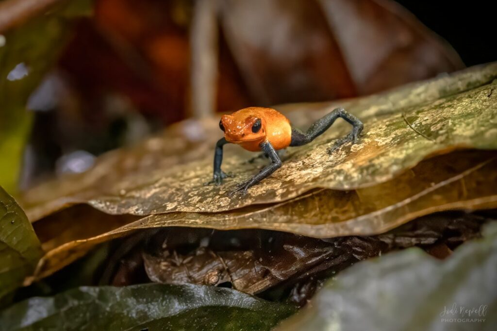 strawberry-poison-dart-frog,-costa-rica-–-photo-of-the-day