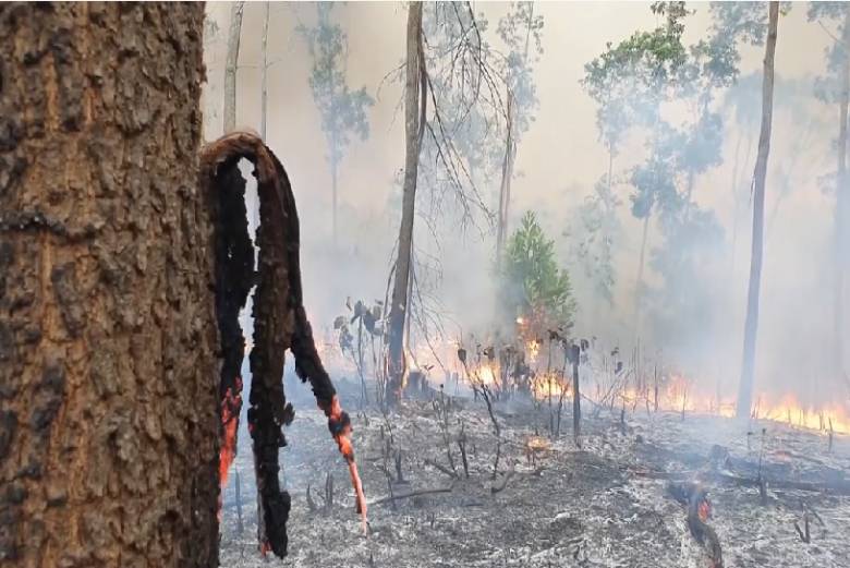 combate-a-incendios-forestales-marco-quehacer-en-pinar-del-rio