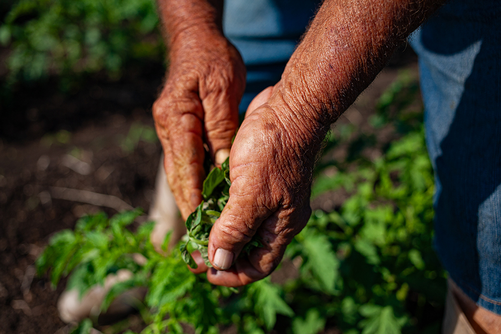 ¿como-funciona-el-primer-proyecto-del-fondo-verde-del-clima-en-cuba?