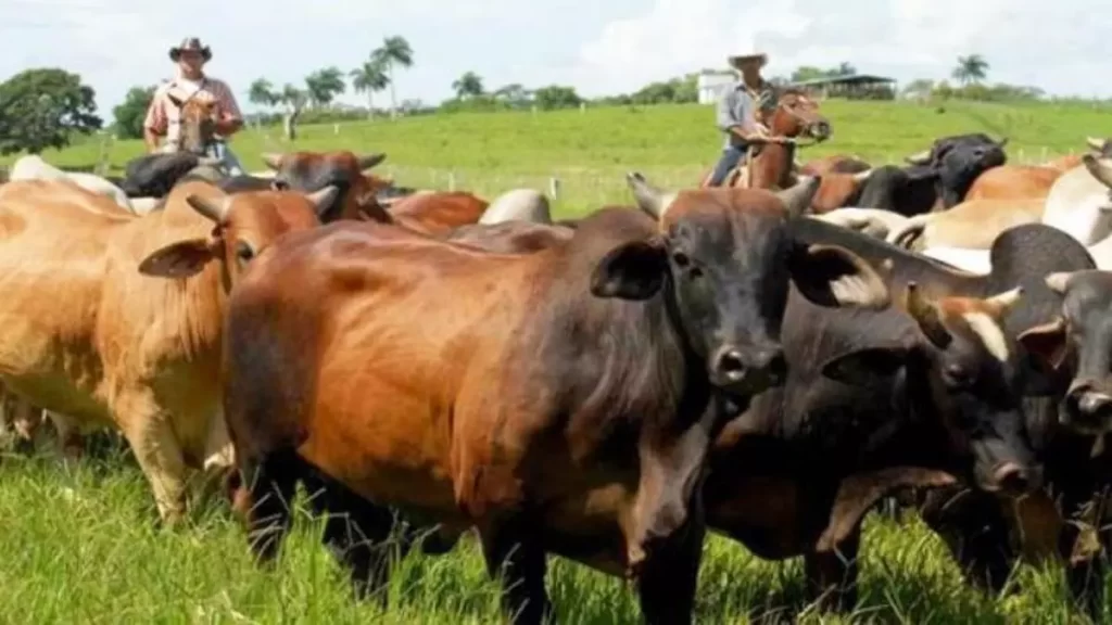 thieves-and-bureaucrats-make-life-impossible-for-cuban-ranchers