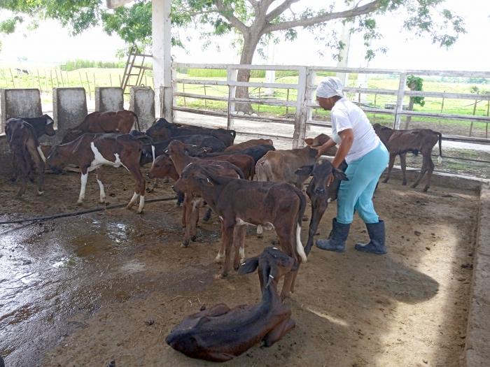 cuando-se-cierran-las-brechas-a-lo-esteril-en-la-ganaderia