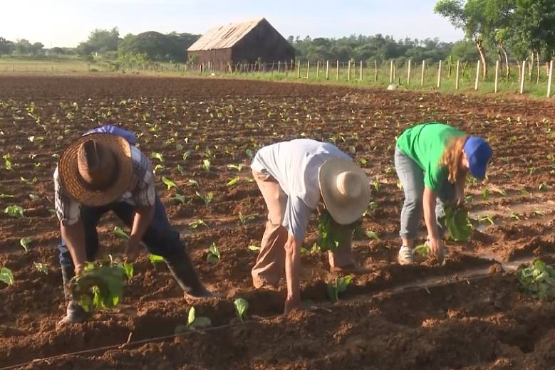 cuba-sembrara-22-mil-hectareas-de-tabaco