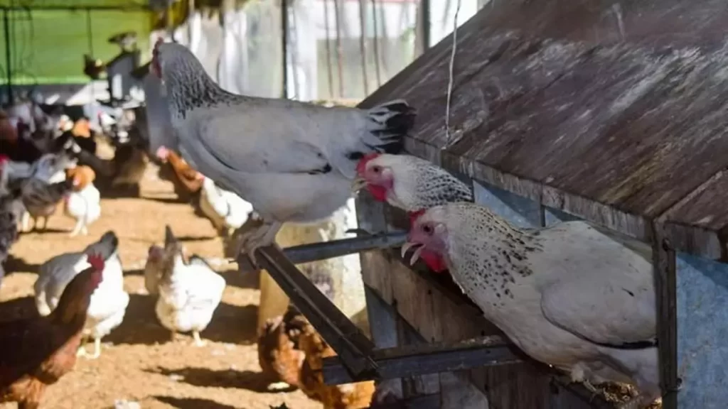 54,000-laying-hens-are-slaughtered-in-holguin,-cuba,-due-to-the-lack-of-animal-feed