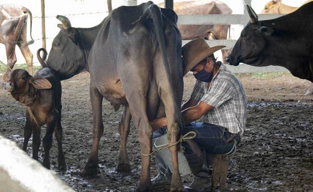 cuba’s-official-press-requests-a-hard-hand-with-the-ranchers-of-camaguey-who-aren’t-delivering-milk