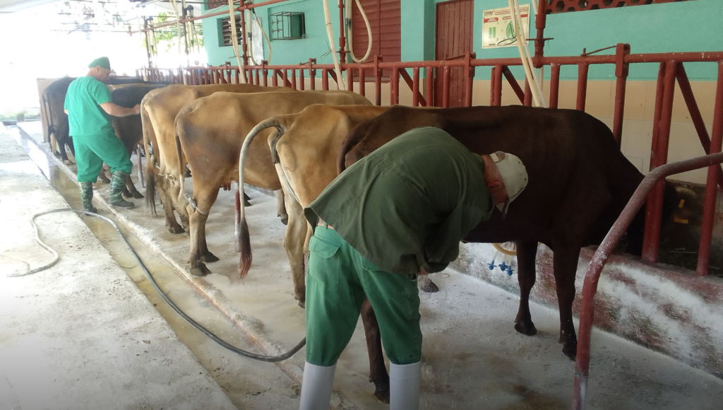 twenty-six-percent-of-the-farmers-of-las-tunas-refuse-to-sell-their-products-to-the-cuban-state